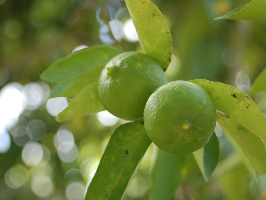 Limes