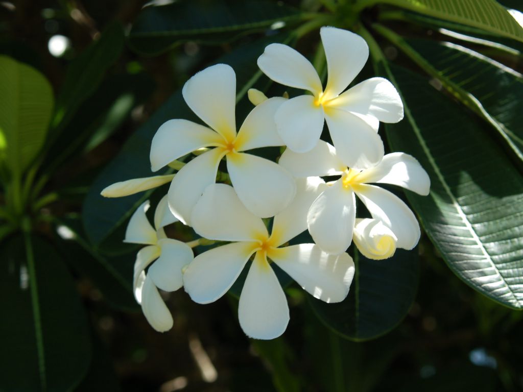 Frangipani
