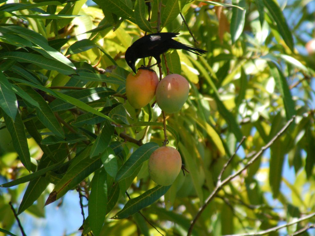 Mango
